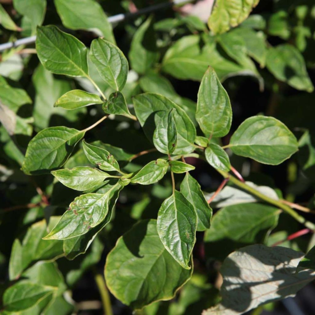 Cornus alternifolia - Pagoda Dogwood