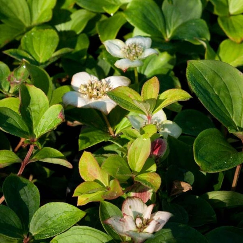 Cornus canadensis - Flowering Dogwood