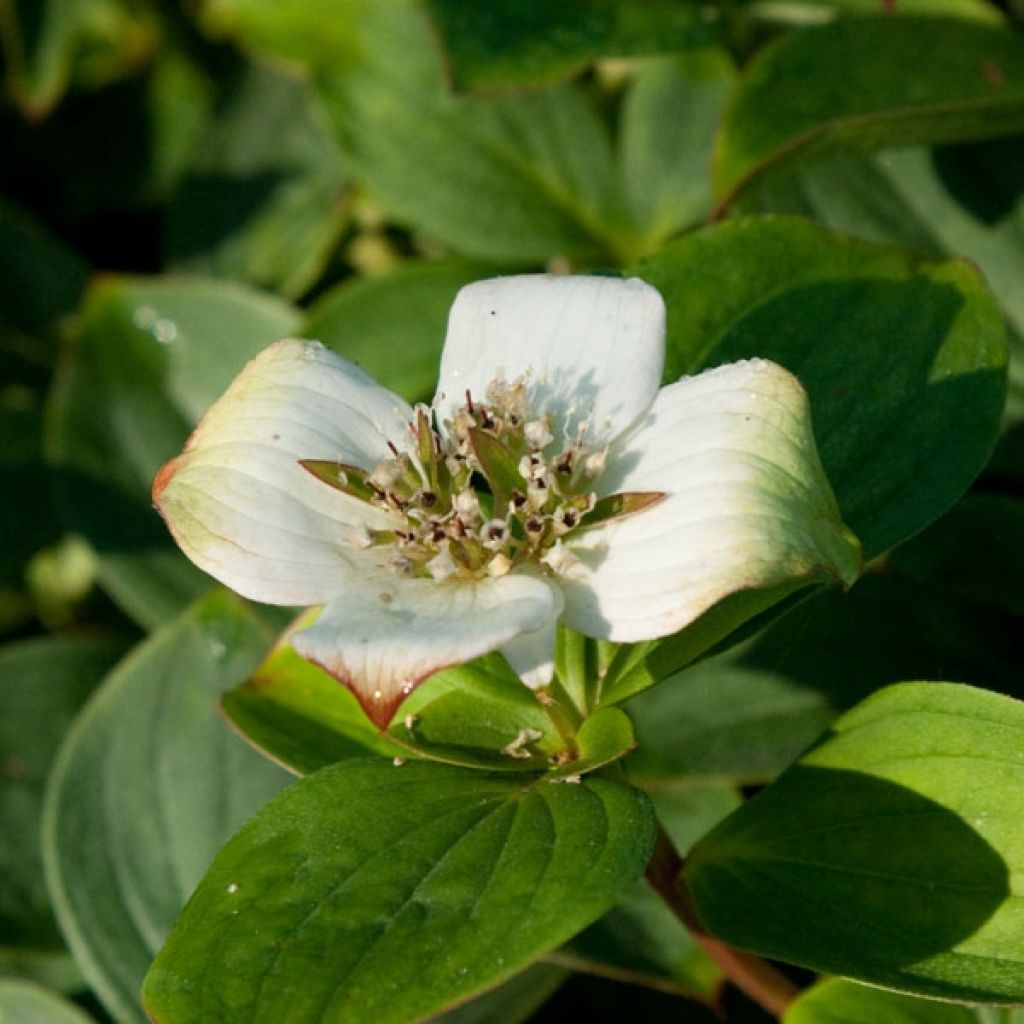 Cornus canadensis - Flowering Dogwood