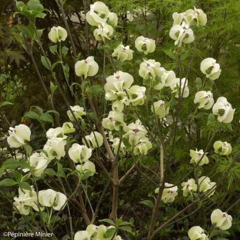 Cornus florida Cloud Nine - Flowering Dogwood