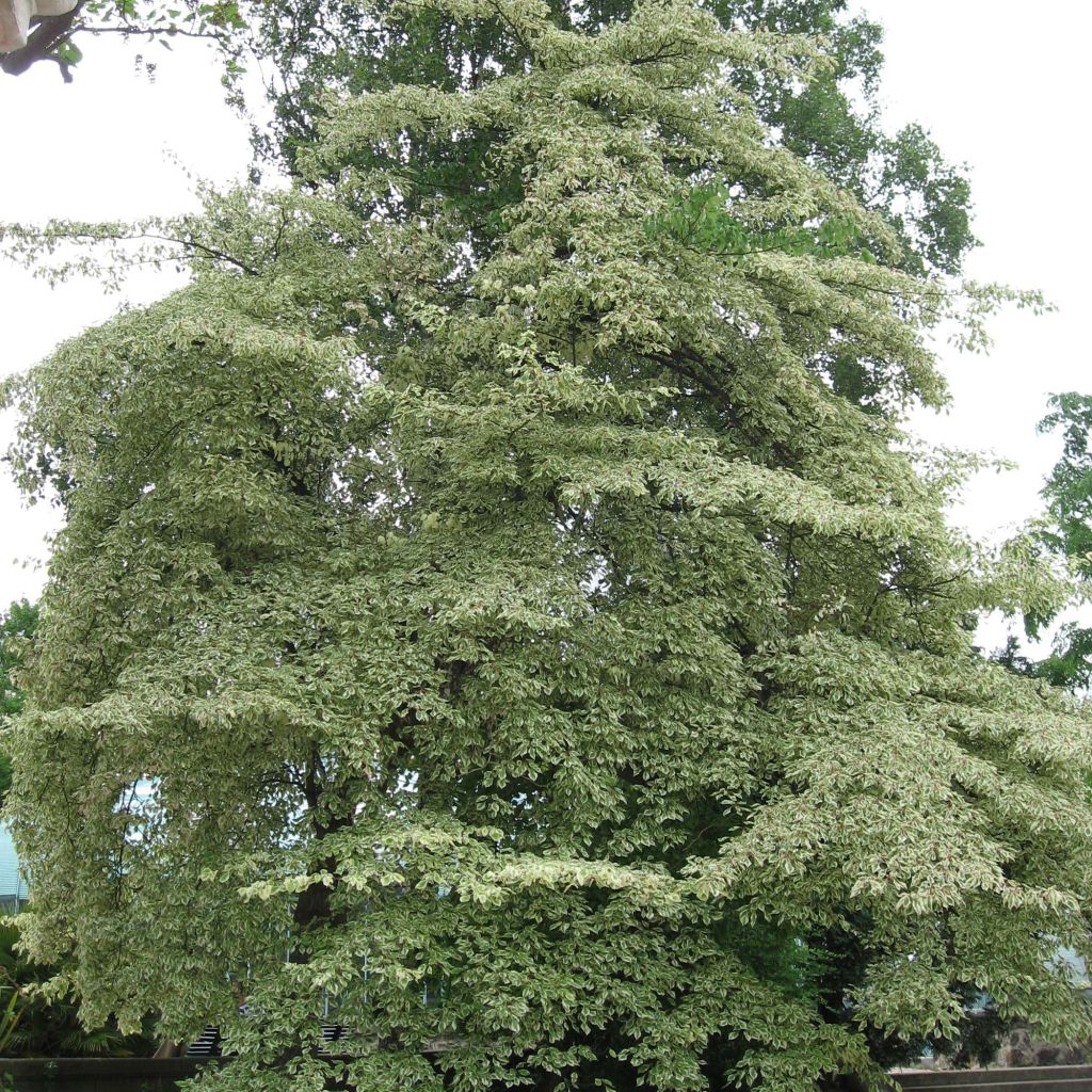 Cornus controversa Variegata - Giant Dogwood