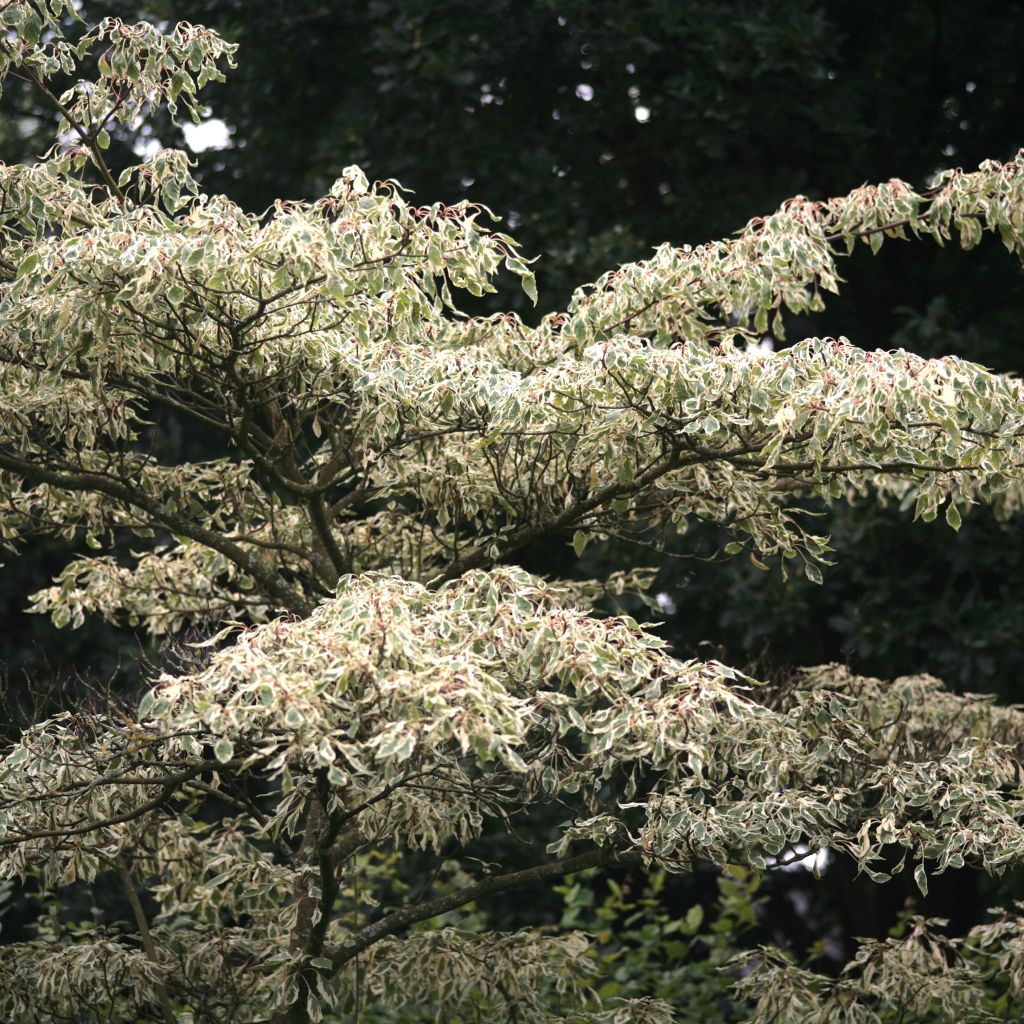 Cornus controversa Variegata - Giant Dogwood