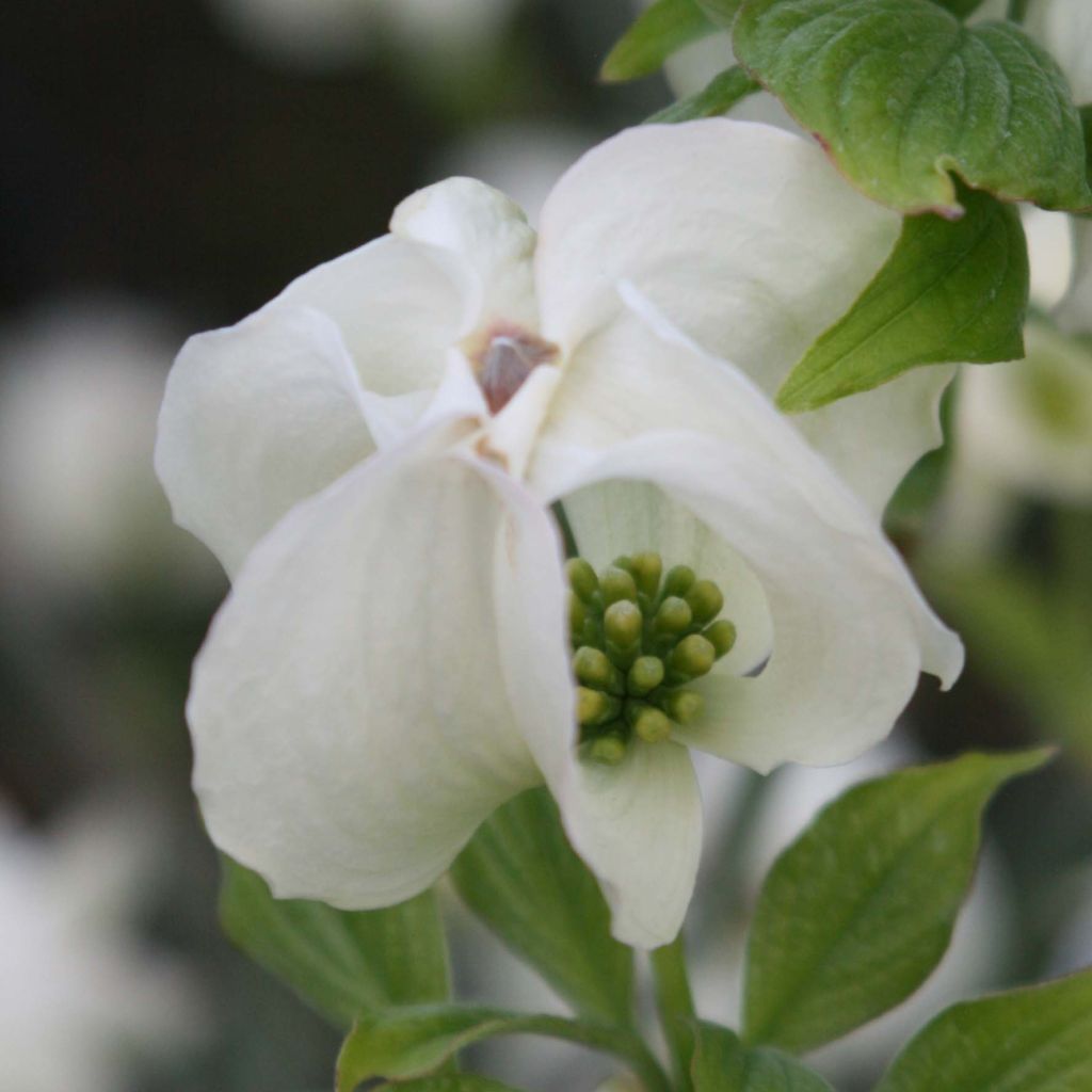 Cornus florida Cloud Nine - Flowering Dogwood