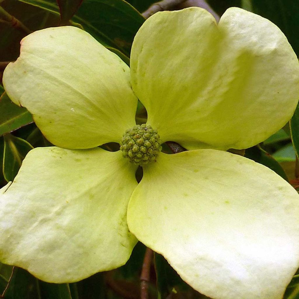 Cornus hongkongensis - Hong Kong Dogwood