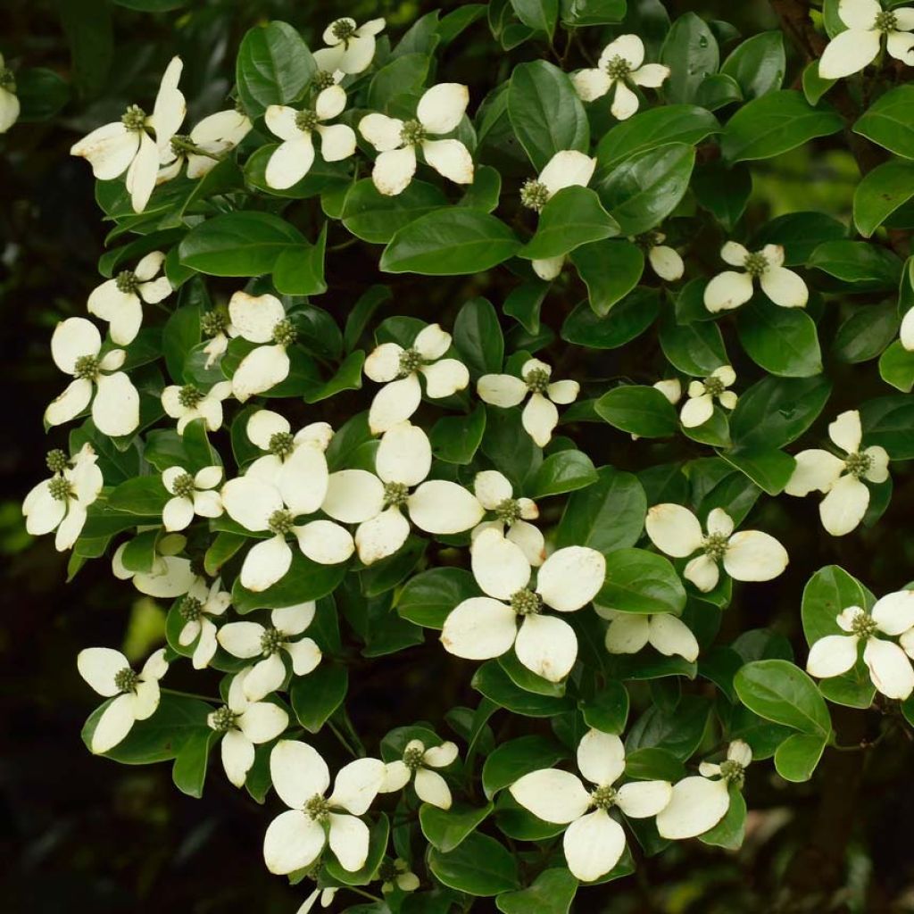 Cornus hongkongensis - Hong Kong Dogwood