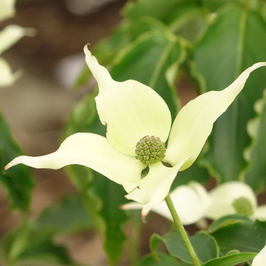 Cornus kousa Big Apple