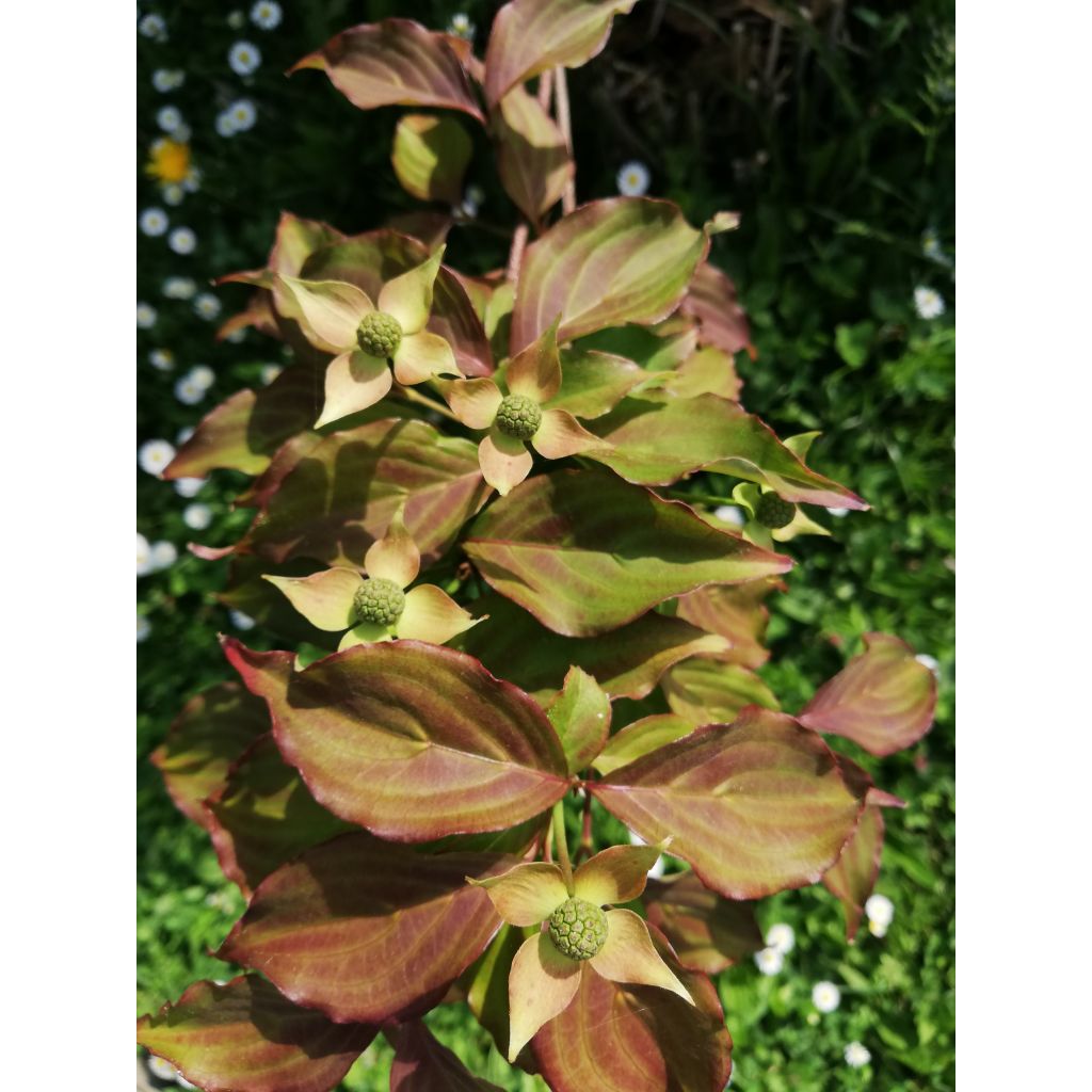 Cornus kousa Cappuccino - Flowering Dogwood