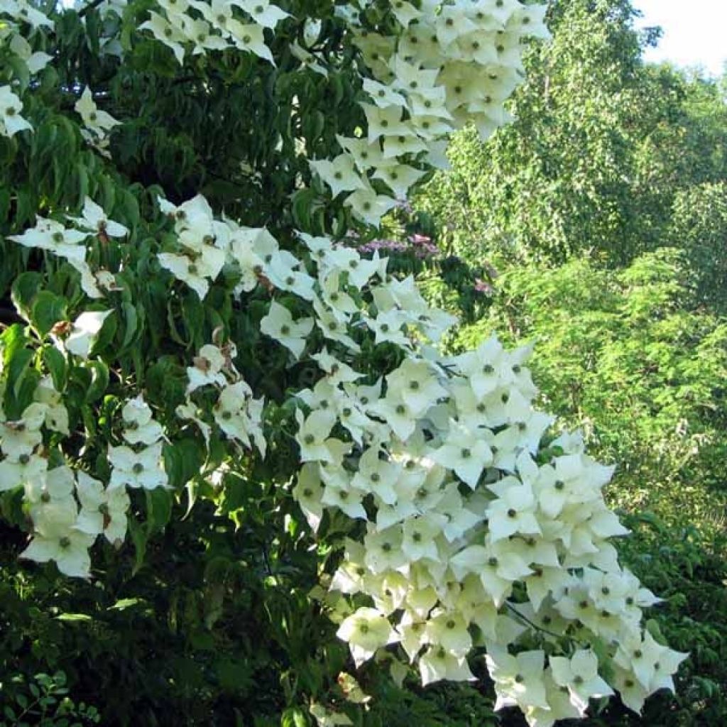 Cornus kousa Milky Way - Flowering Dogwood