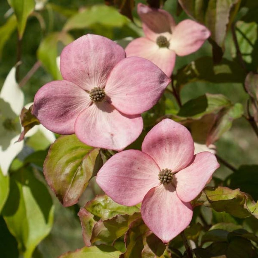 Cornus kousa Satomi - Flowering Dogwood