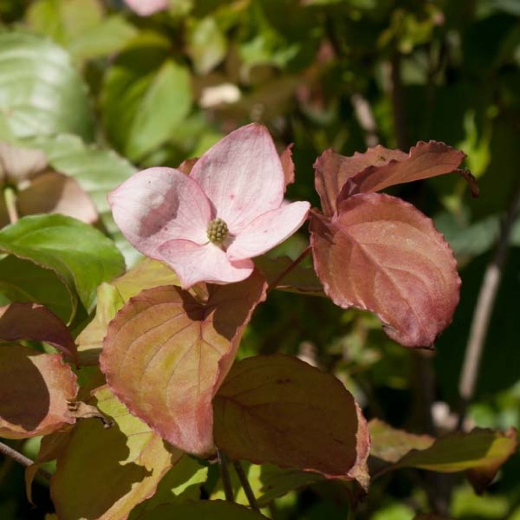 Cornus kousa Satomi - Flowering Dogwood