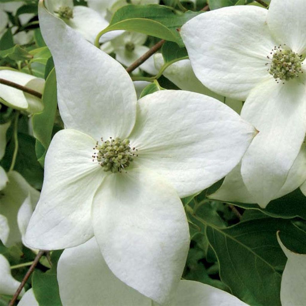 Cornus kousa subsp. chinensis Great Star - Flowering Dogwood