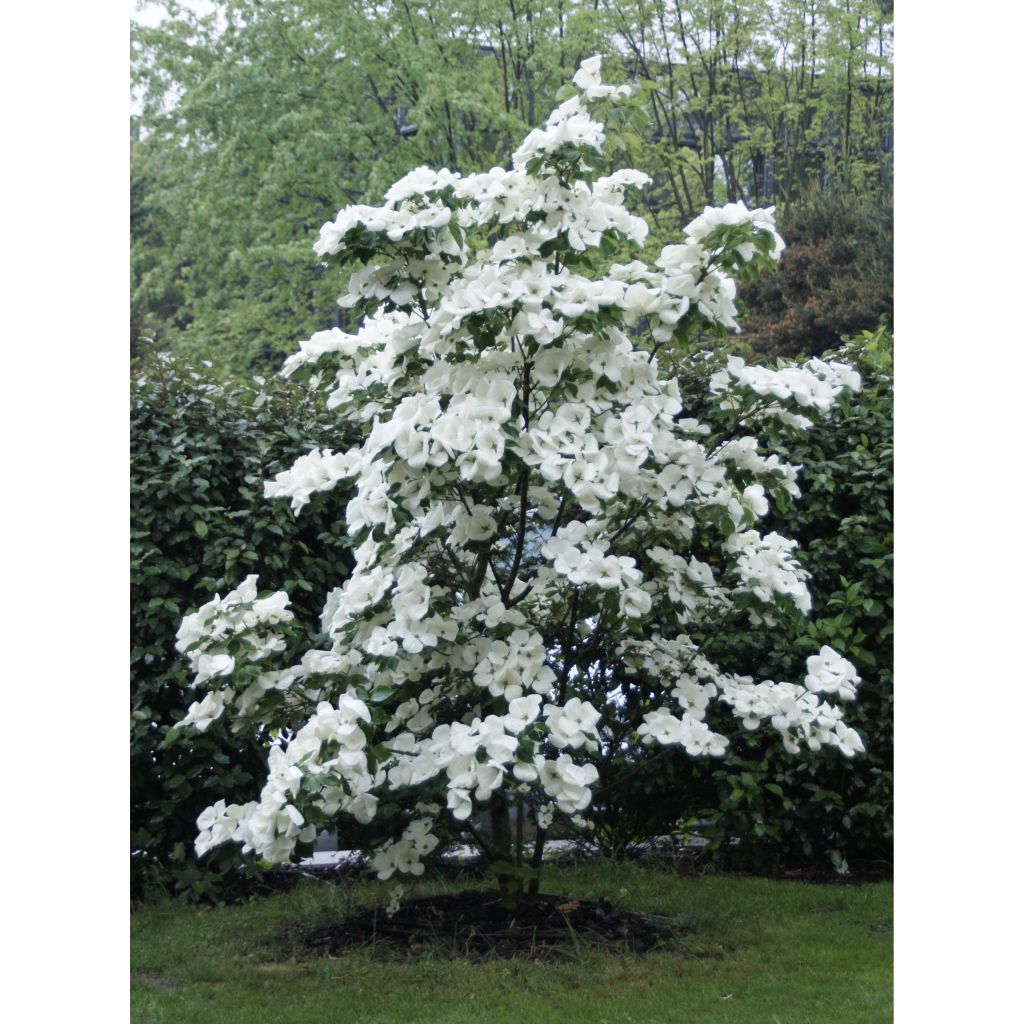 Cornus Venus - Flowering Dogwood