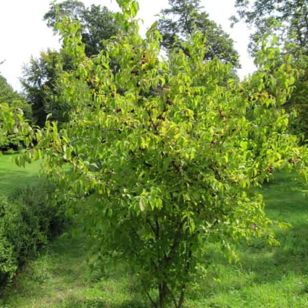 Cornus mas - European Cornel