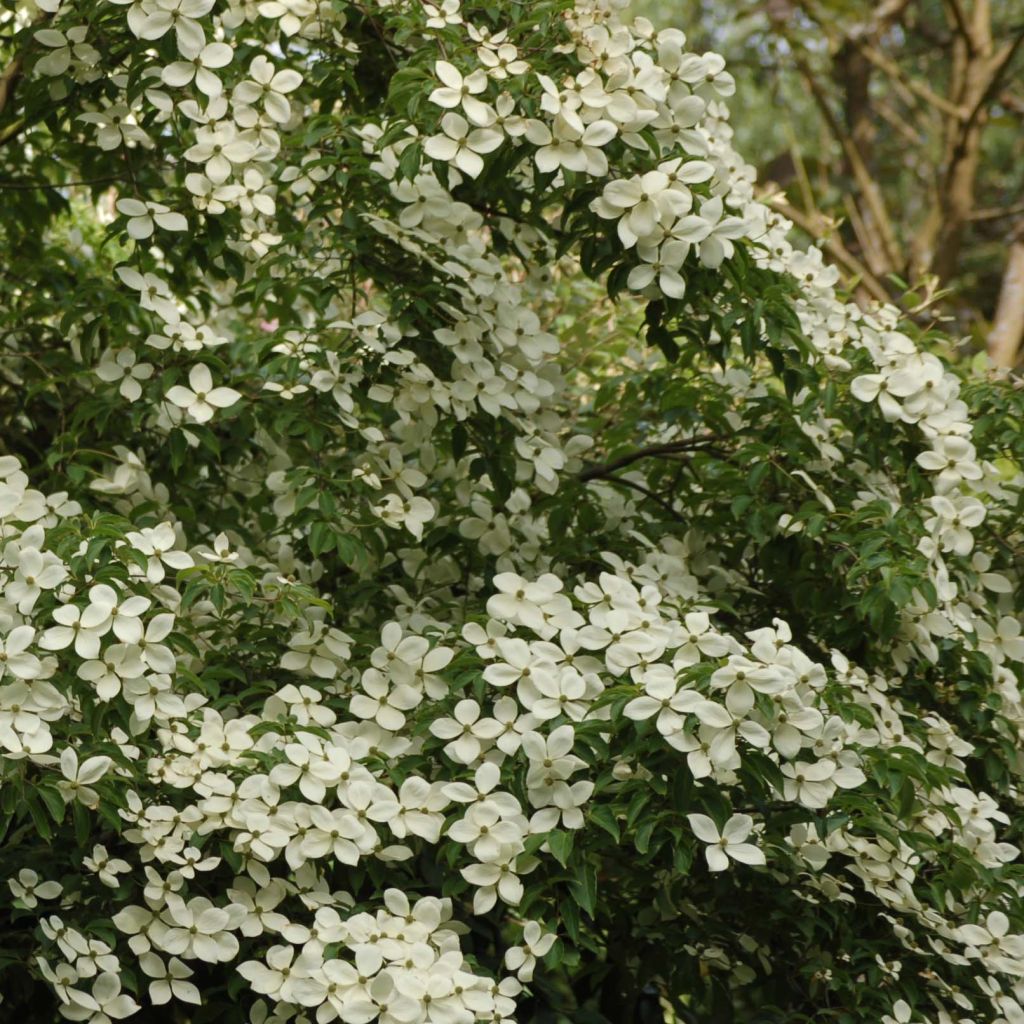 Cornus Norman Hadden - Flowering Dogwood
