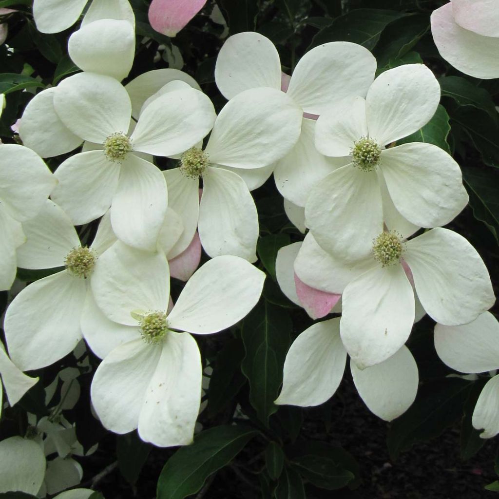 Cornus Norman Hadden - Flowering Dogwood