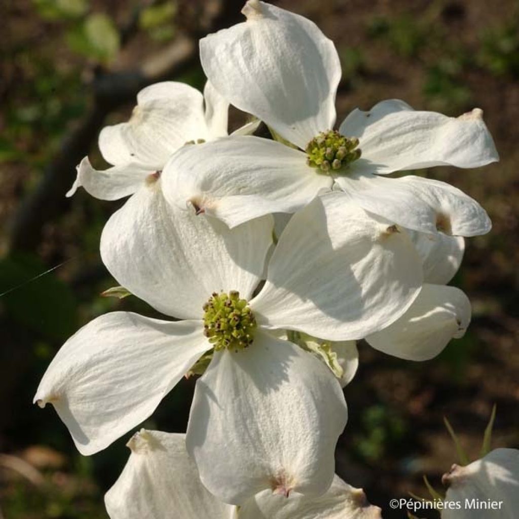 Cornus florida Cherokee Daybreak - Flowering Dogwood
