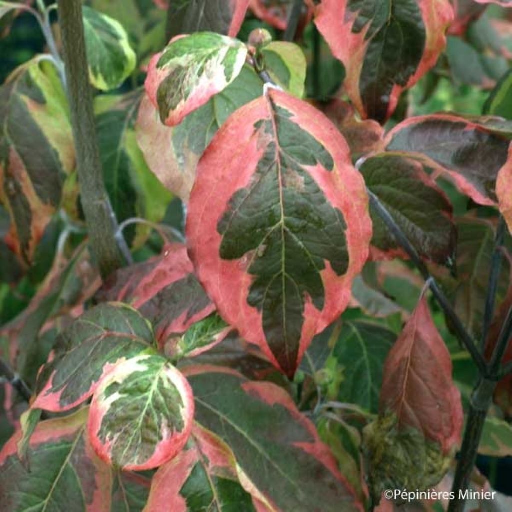 Cornus florida Cherokee Daybreak - Flowering Dogwood