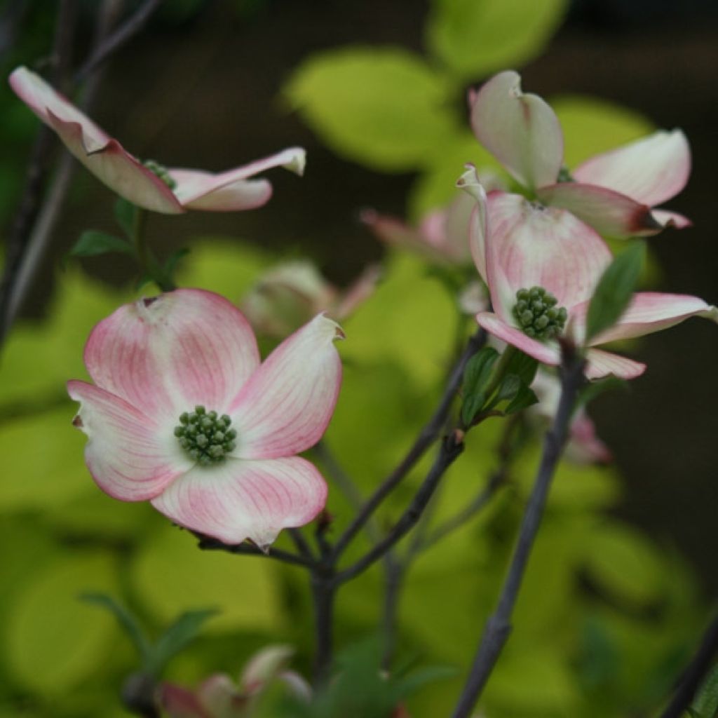 Cornus florida Rubra - Flowering Dogwood