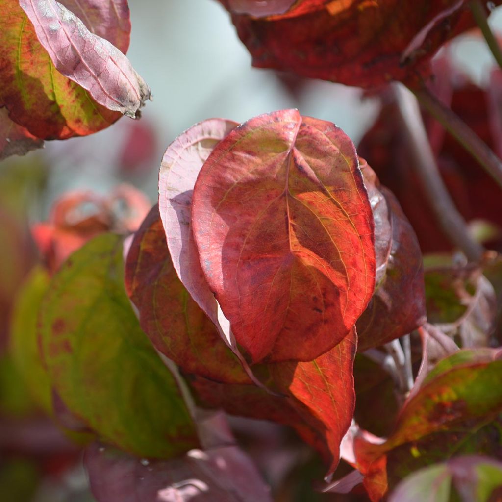 Cornus florida Rubra - Flowering Dogwood