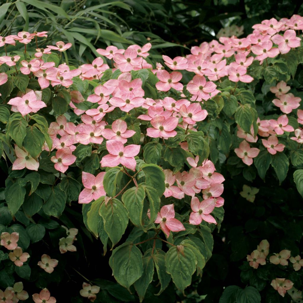Cornus kousa Satomi - Flowering Dogwood