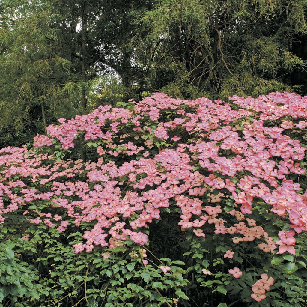 Cornus kousa Satomi - Flowering Dogwood