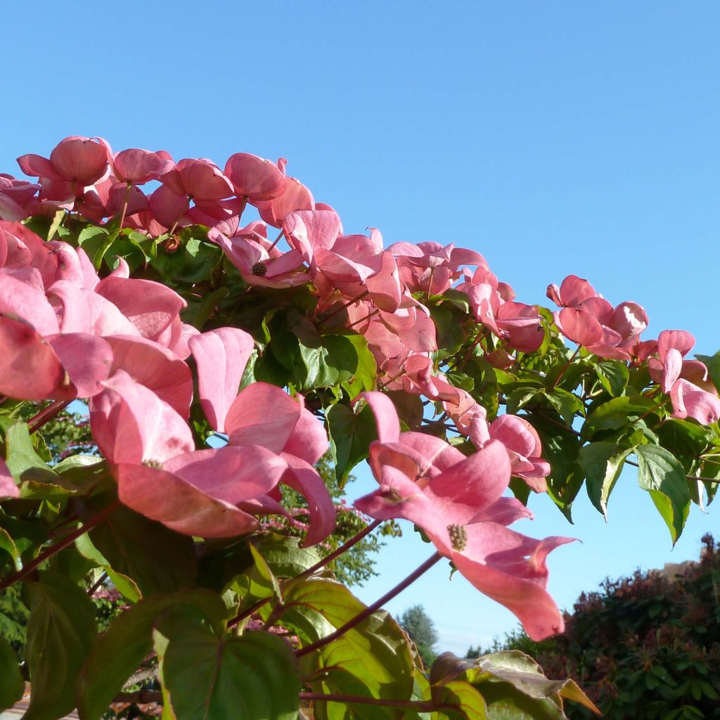 Cornus kousa Satomi - Flowering Dogwood