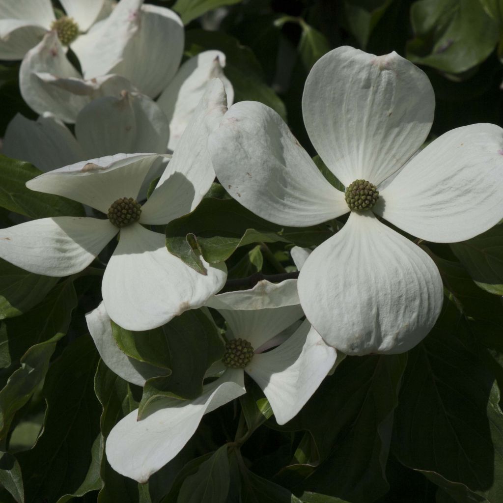 Cornus Venus - Flowering Dogwood