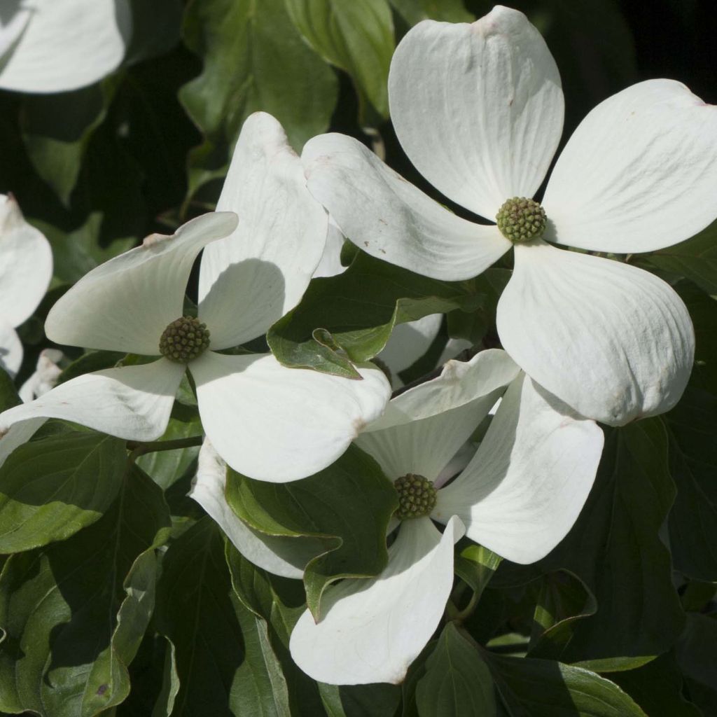 Cornus Venus - Flowering Dogwood