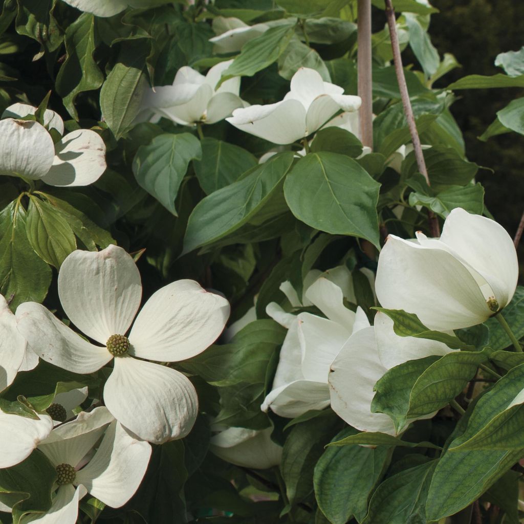 Cornus Venus - Flowering Dogwood