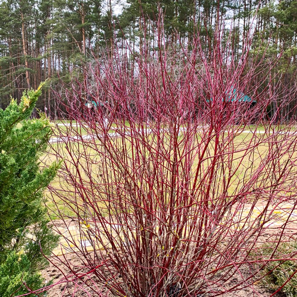 Common Dogwood - Cornus sanguinea