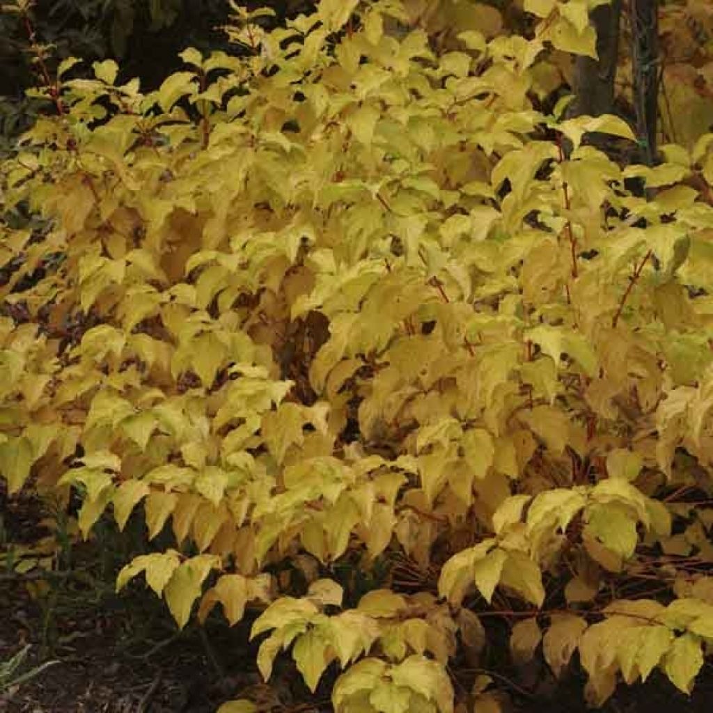Cornus sanguinea Midwinter Fire - Common Dogwood