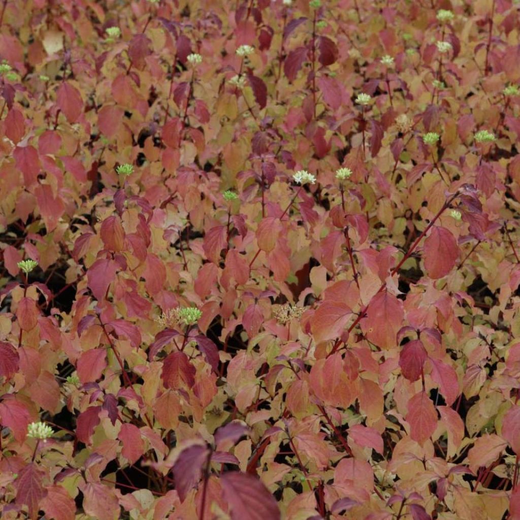 Cornus sanguinea Winter Beauty - Common Dogwood