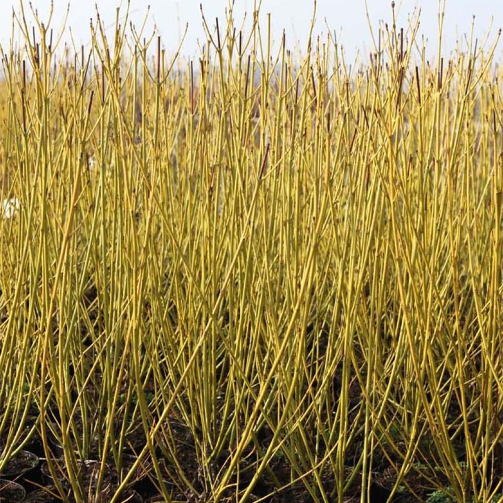 Cornus sericea Budds Yellow - Stoloniferous Dogwood