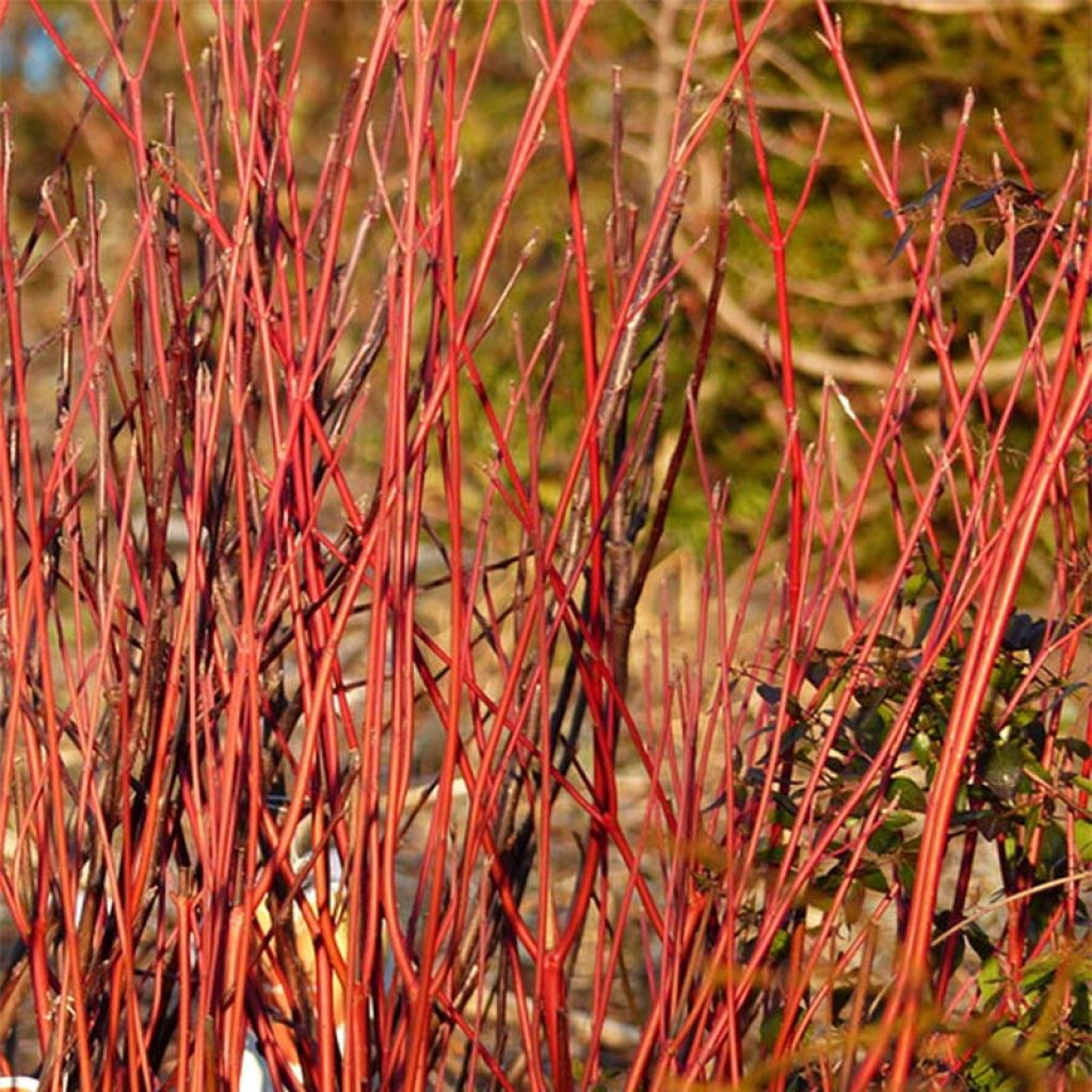 Cornus sericea Cardinal - Stoloniferous Dogwood