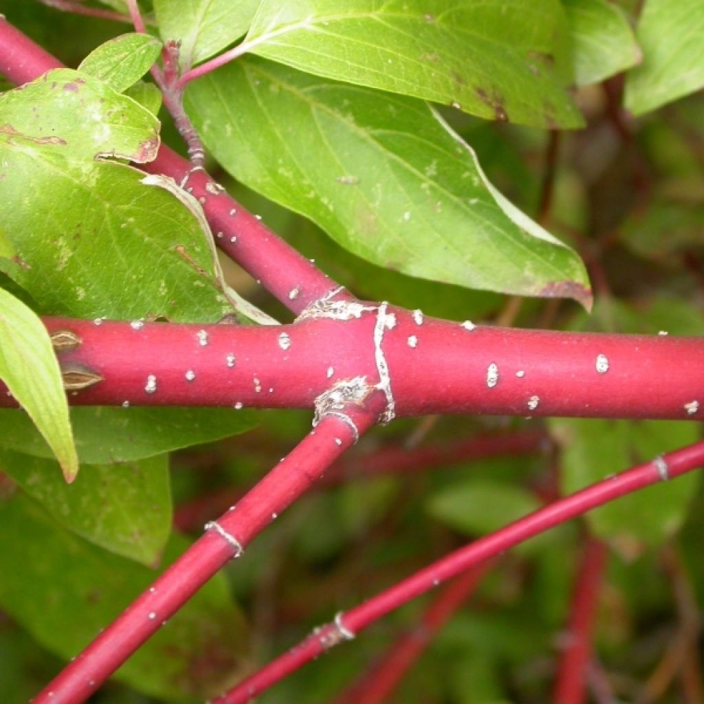 Cornus stolonifera Kelseyi - Stoloniferous Dogwood