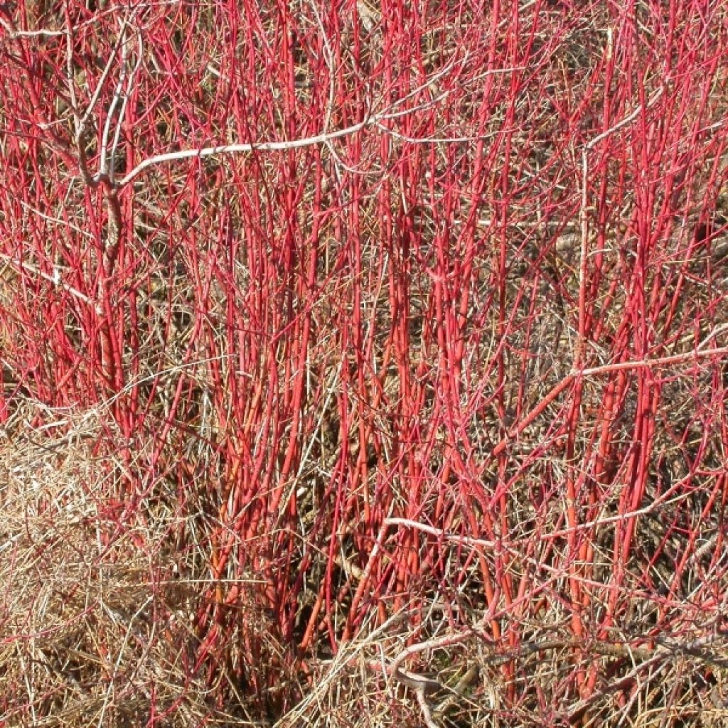 Cornus stolonifera Kelseyi - Stoloniferous Dogwood
