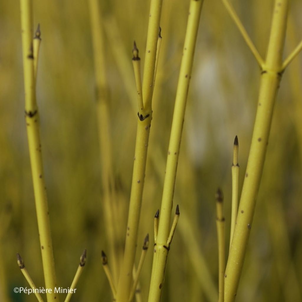 Cornus stolonifera Flaviramea - Stoloniferous Dogwood