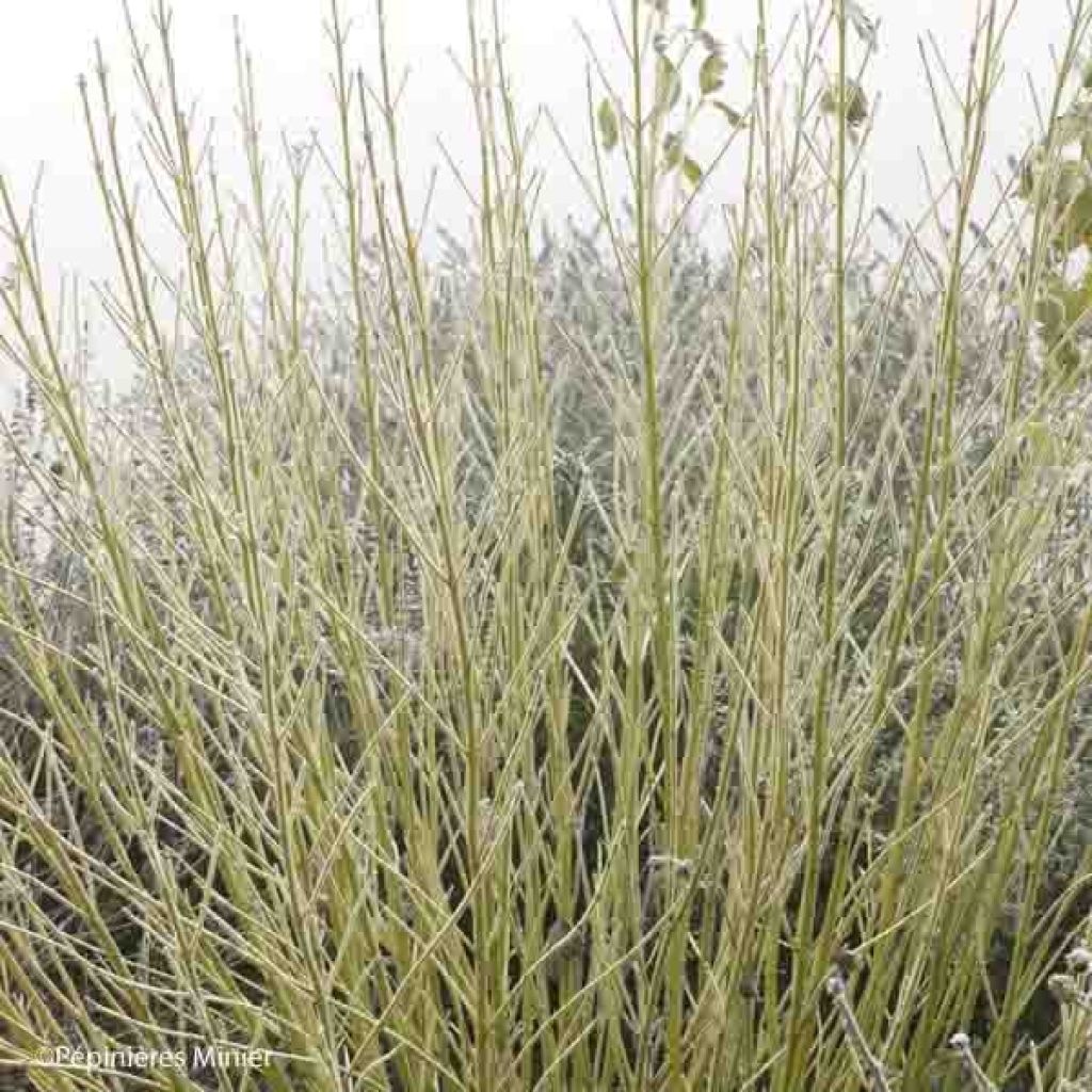 Cornus stolonifera Flaviramea - Stoloniferous Dogwood