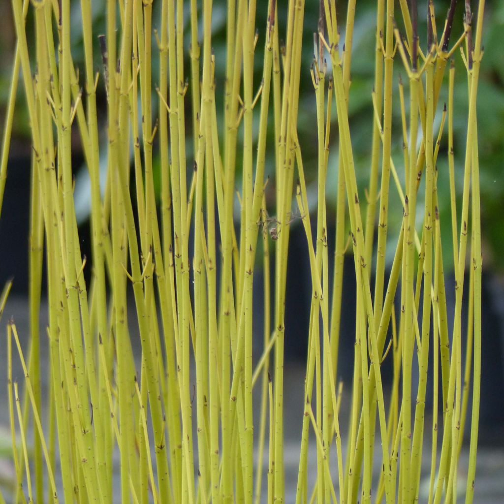 Cornus stolonifera Flaviramea - Stoloniferous Dogwood