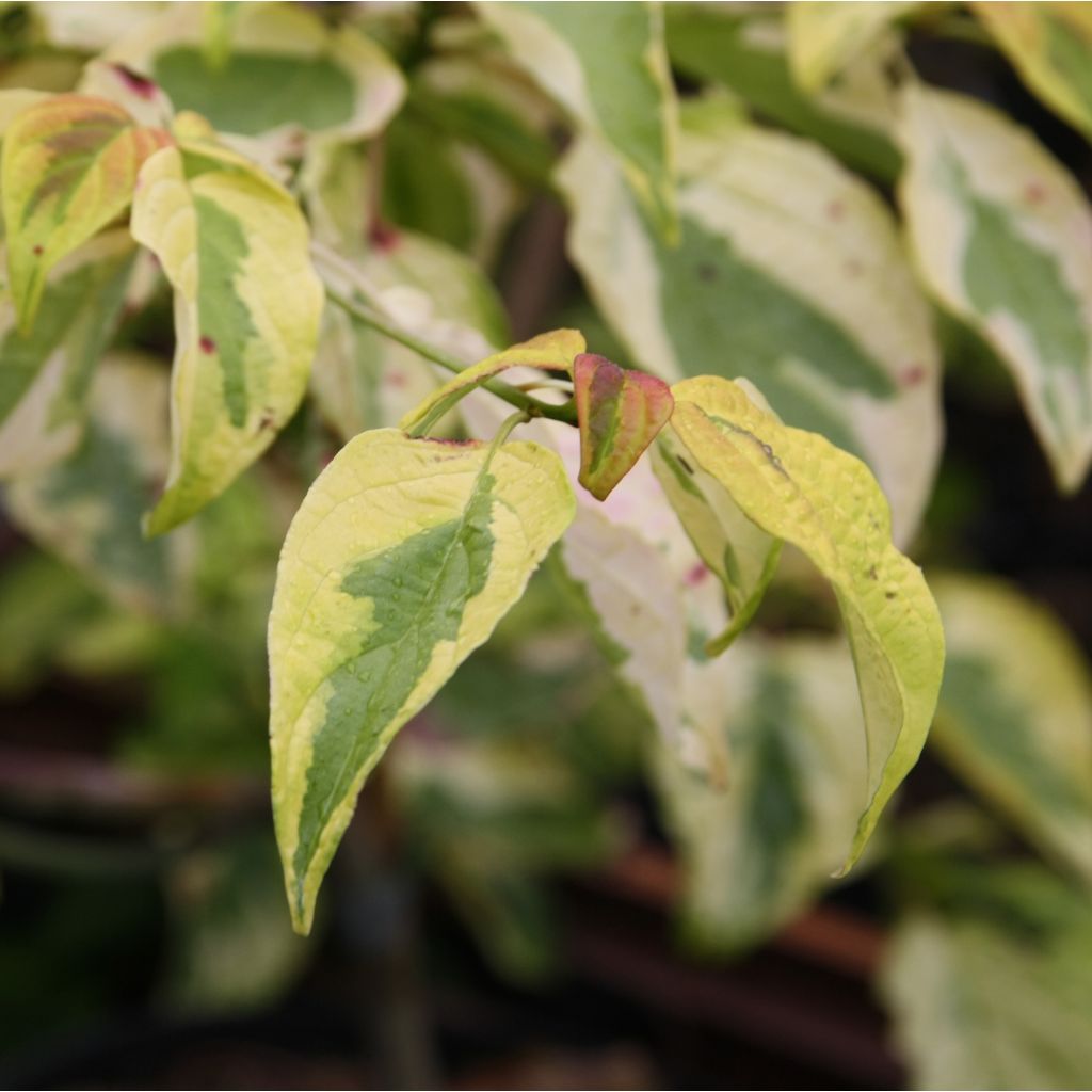 Cornus alternifolia Golden Shadows - Pagoda Dogwood
