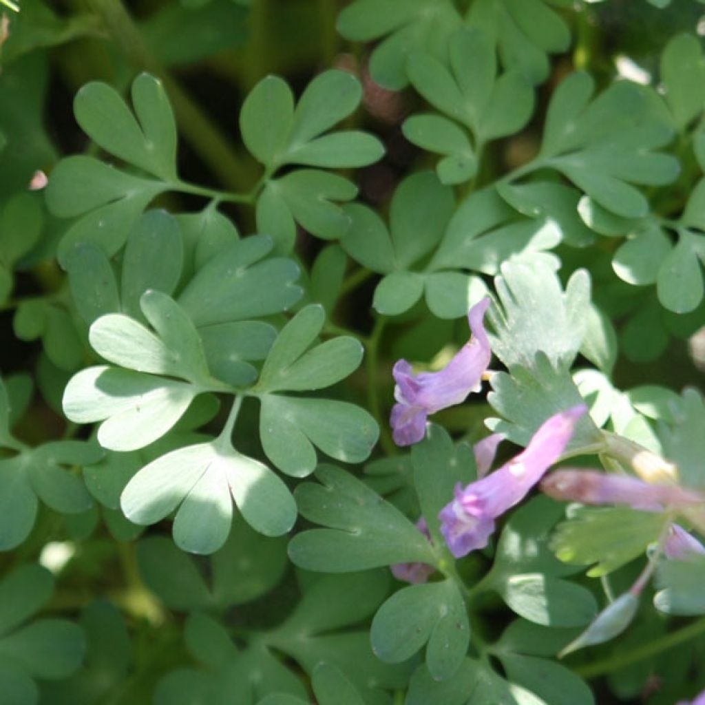 Corydalis solida