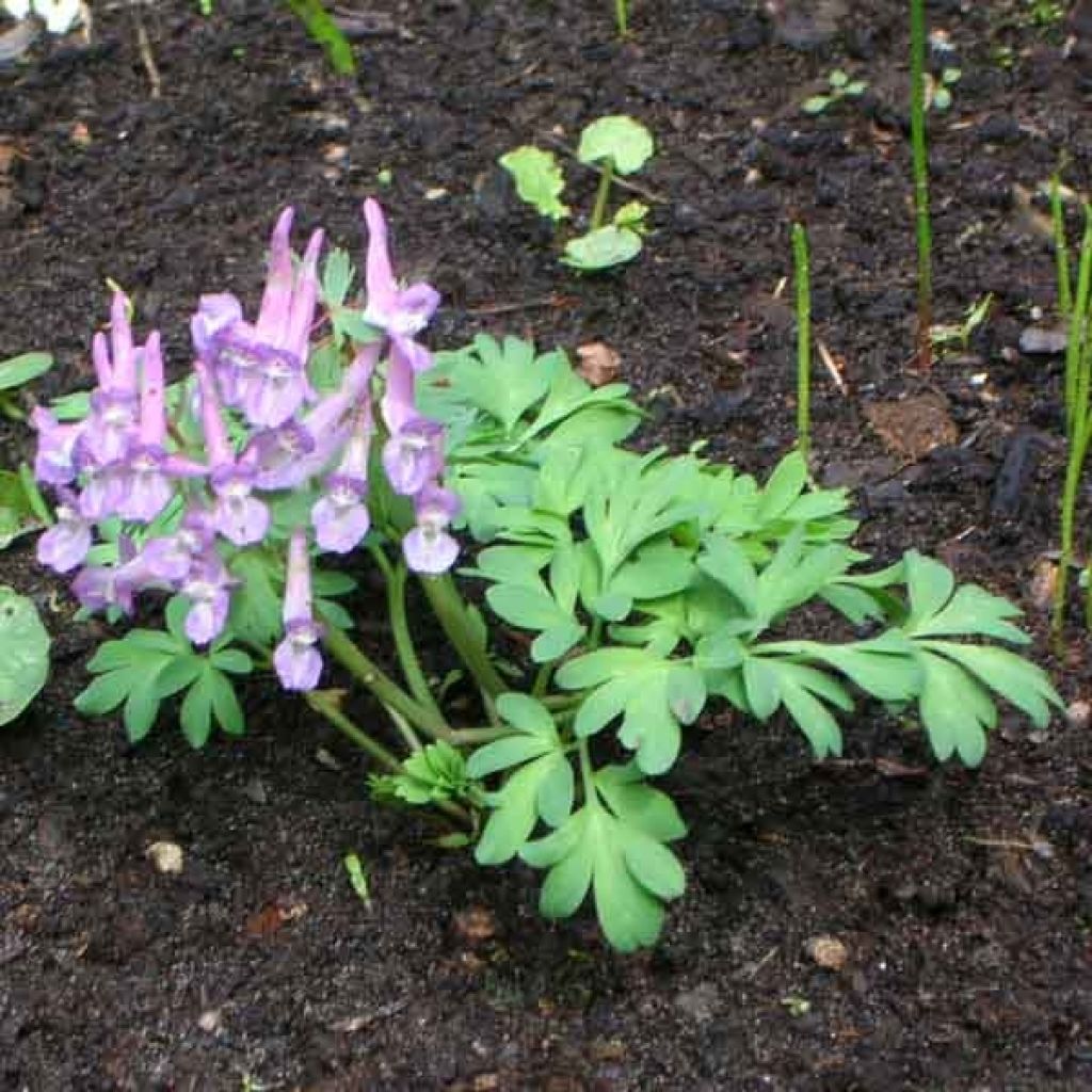 Corydalis solida