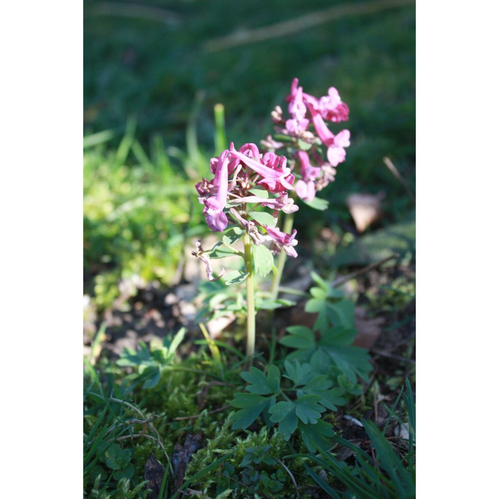 Corydalis solida Purple Bird