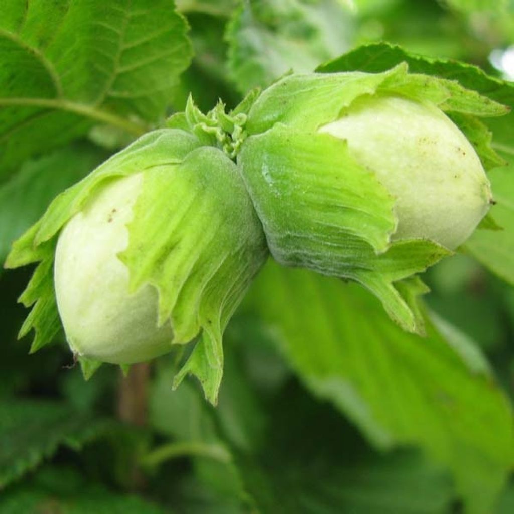 Corylus avellana Contorta - Common Hazel