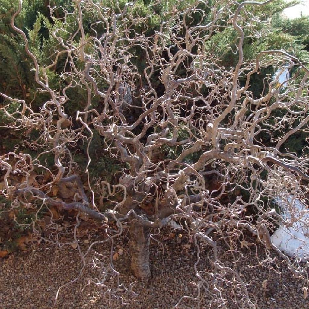 Corylus avellana Contorta - Common Hazel