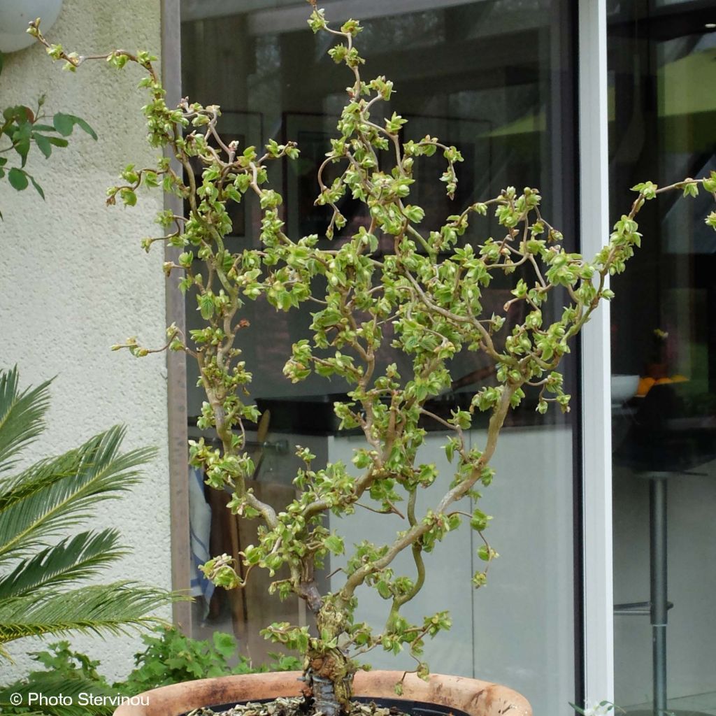 Corylus avellana Scooter - Common Hazel