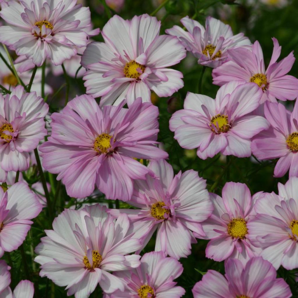 Cosmos Cosimo Collarette Seeds - Cosmos bipinnatus