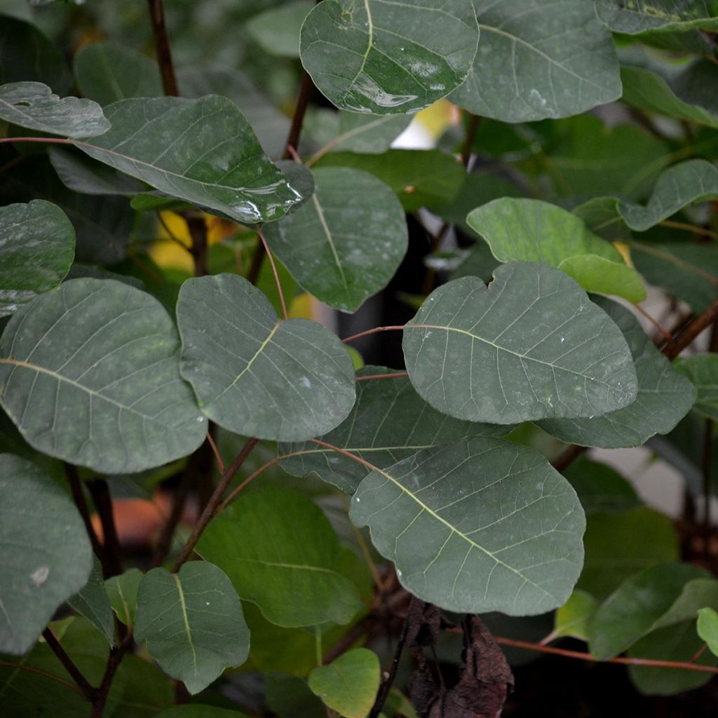 Cotinus coggygria - Smoke Bush