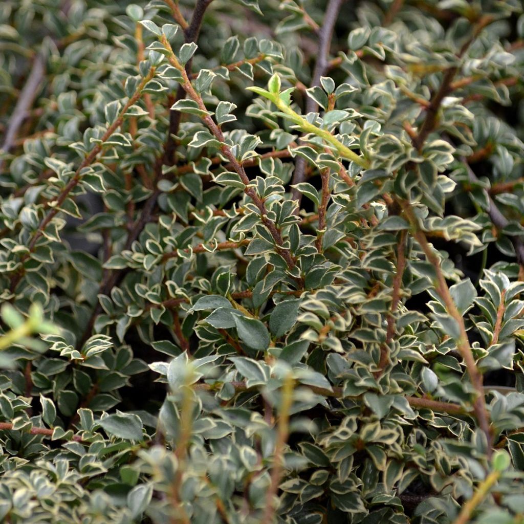 Cotoneaster horizontalis Variegatus