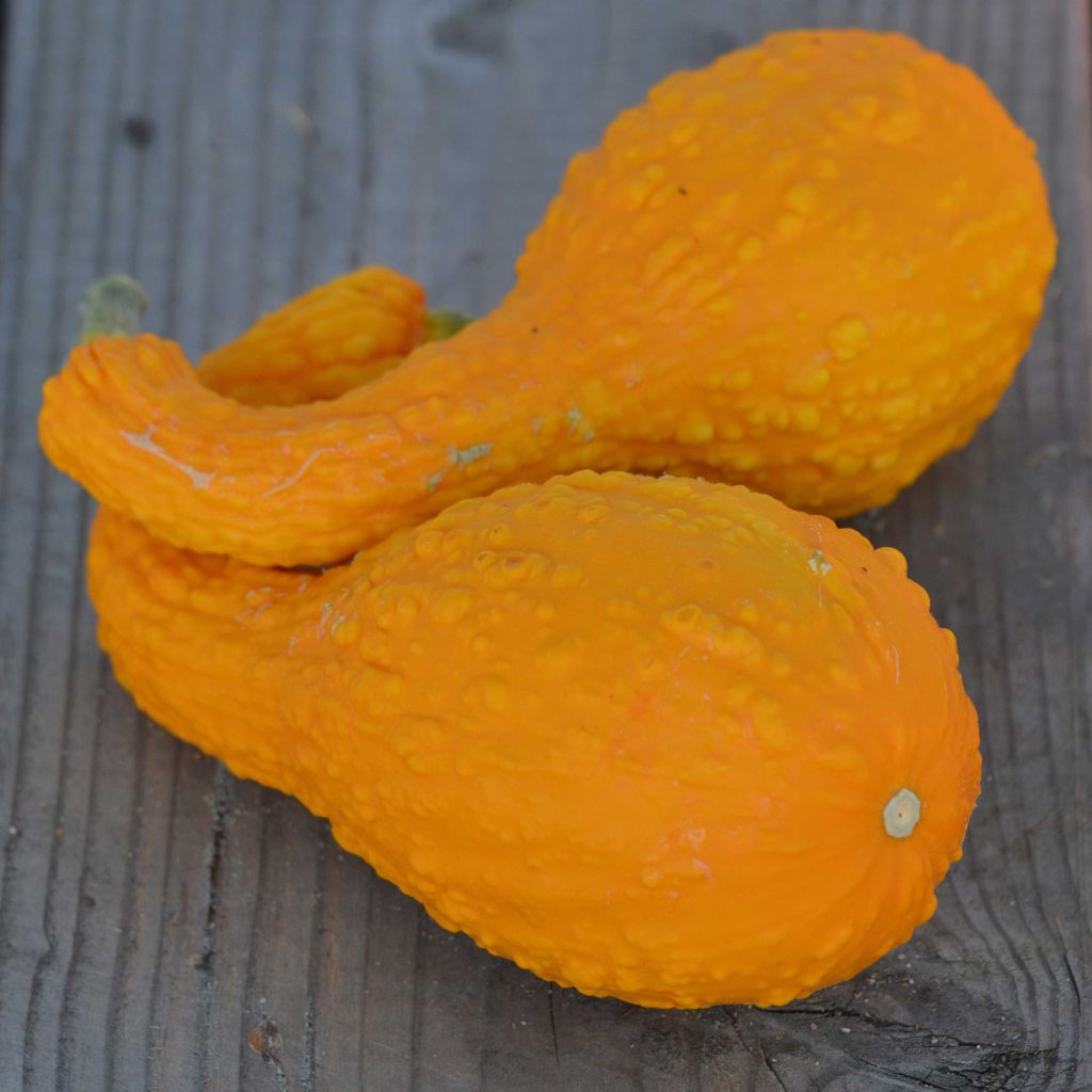 Yellow Crookneck Summer Squash - Ferme de Sainte Marthe Seeds